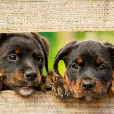 New Puppies – top 5 tips